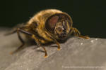 Portrait einer Schwebfliege - Portrait of a hoverfly
