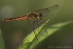 Blutrote Heidelibelle (Sympetrum sanguineum)