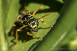 Feldwespe (Polistes dominulus)