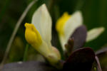 Alpenblumen im Appenzell in der Schweiz