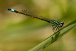 Great Tailed Damselfly (Große Pechlibelle (Ischnura elegans))