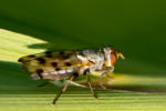 dung fly (Dungfliege ( Scatophaga stercoraria))