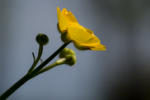 Brennende Hahnenfuß (Ranunculus flammula) - Burning Buttercup (Ranunculus flammula)