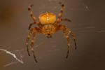 Garden spider