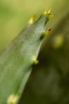 Bitterschopf (Aloë variegata)