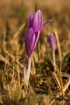 Herbstzeitlose (Colchicum autumnale)