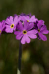 Alpenblumen im Appenzell in der Schweiz