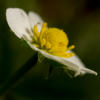 Blüte von der Walderdbeere (Fragaria vesca)
