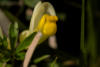 Alpenblumen im Appenzell in der Schweiz