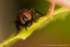 Fliege auf dem Blatt - Fly on the leaf