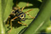 Feldwespe (Polistes dominulus)