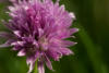 Schnittlauch Blüte - Chive bloom