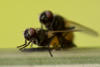 Flies at the pairing (Fliegen bei der Paarung)