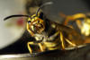 Wespe mit weit aufgerissenem Maul - wasp