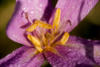 Herbstzeitlose (Colchicum autumnale)