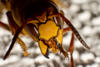 Hornet (Vespa crabro)