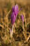 Herbstzeitlose (Colchicum autumnale)