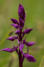 Alpenblumen im Appenzell in der Schweiz