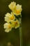 Alpenblumen im Appenzell in der Schweiz