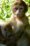 Junger Berberaffen (Barbary macaques)