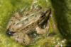 Junger Frosch